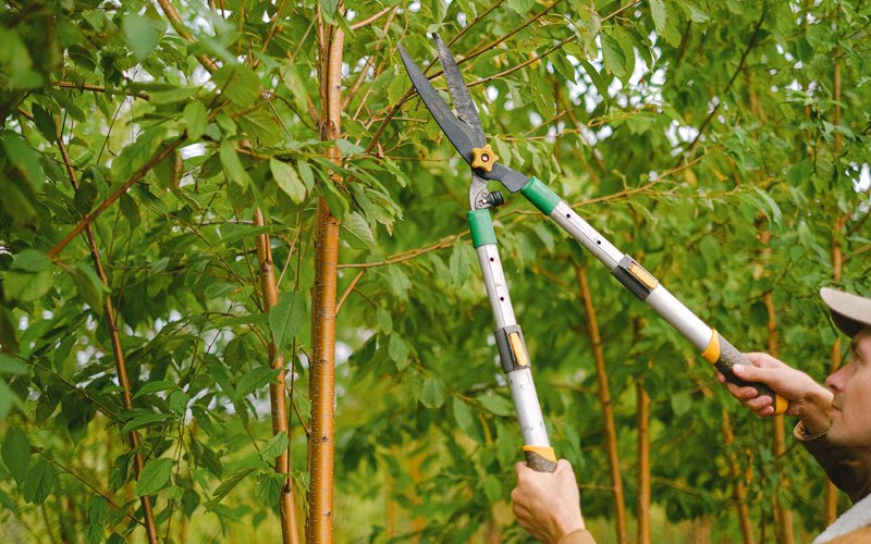 Tree trimming in Kahului, HI